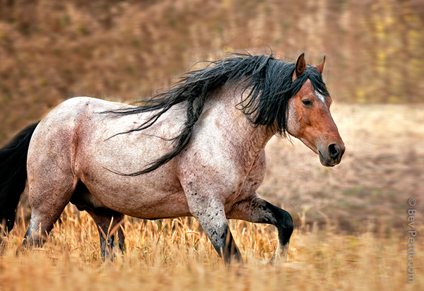 Domestic Horse | Animals Wiki | Fandom Domestic Horse | Animals Wiki | Fandom