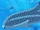 Gulf Wobbegong