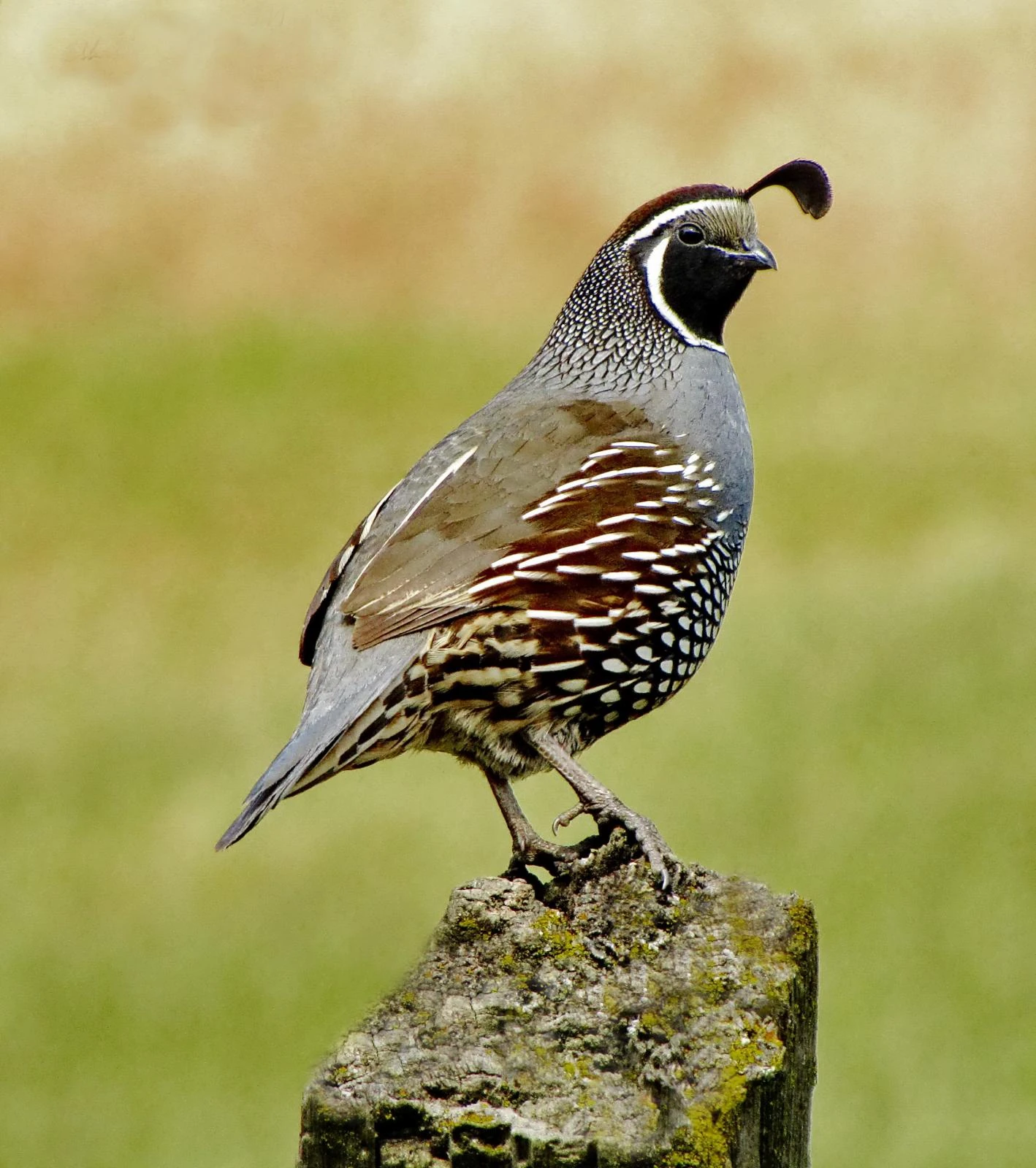 California Quail | Animals Wiki | Fandom