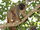 Common Brown Lemur