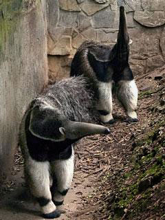 Giant Anteater, Adopt Me! Wiki