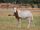 Scimitar-Horned Oryx