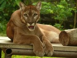 Florida Panther | Animals Wiki | Fandom Florida Panther | Animals Wiki | Fandom