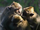 Crab-eating macaque