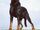 Beauceron