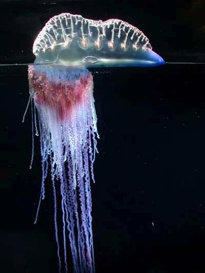 Portuguese Man-o-war | Animals Wiki | Fandom