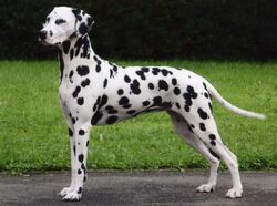 Dalmatian (dog) - Wikipedia