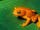 Golden Toad