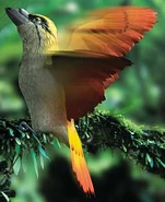 Spitfire Bird.png (303 KB)