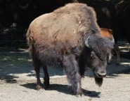 Bison-bison-athabascae6.jpg (15 KB)