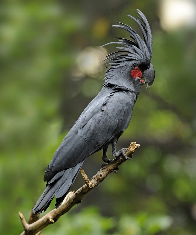 Palm cockatoo - Wikipedia