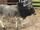 Zebu