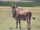 Common Eland