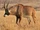 Roan Antelope