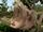 Two-Toed Sloth