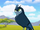 Cape Crow