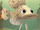 Greasy Grouper