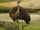 North African Ostrich