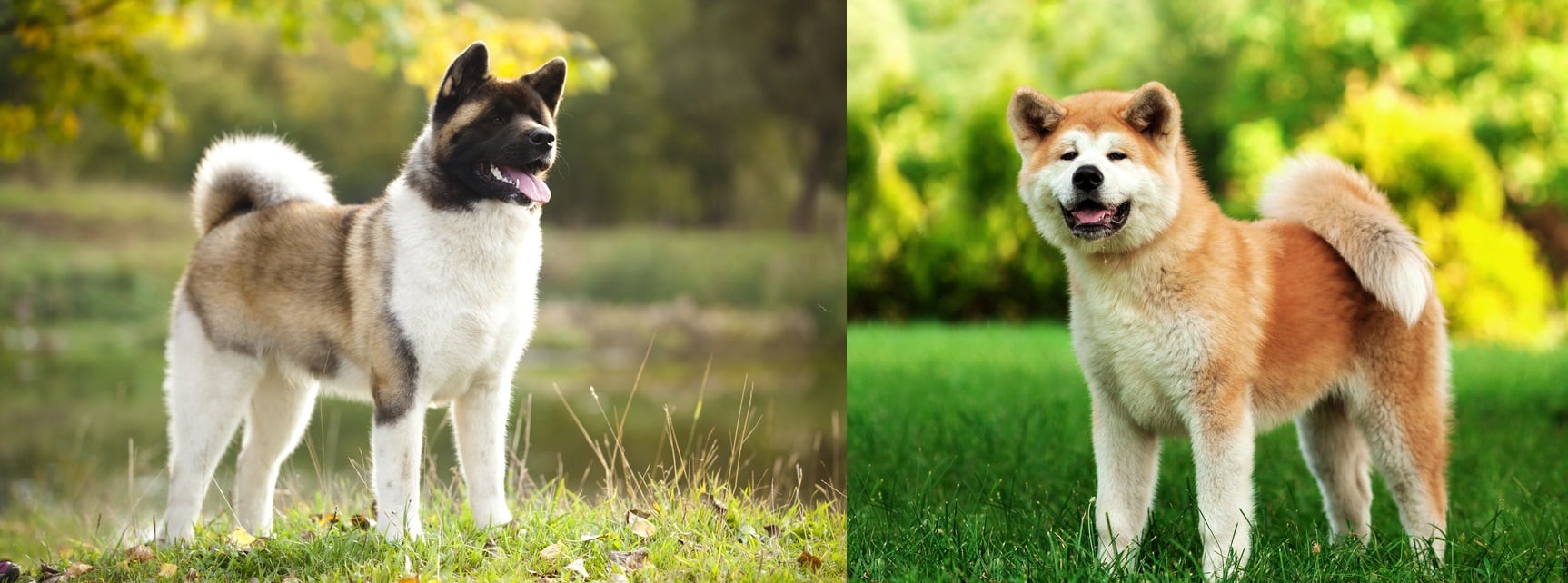 Akita american vs akita inu 2025