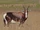 Bontebok
