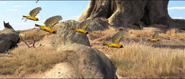 Southern Masked Weaver