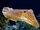 Common Cuttlefish