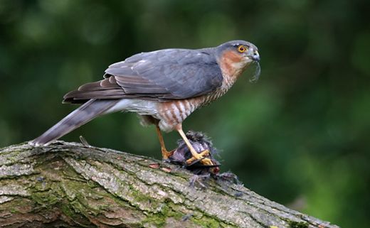 Eurasian sparrowhawk - Wikipedia