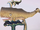 Acrophyseter
