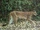 South American Cougar