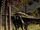 Diplodocus