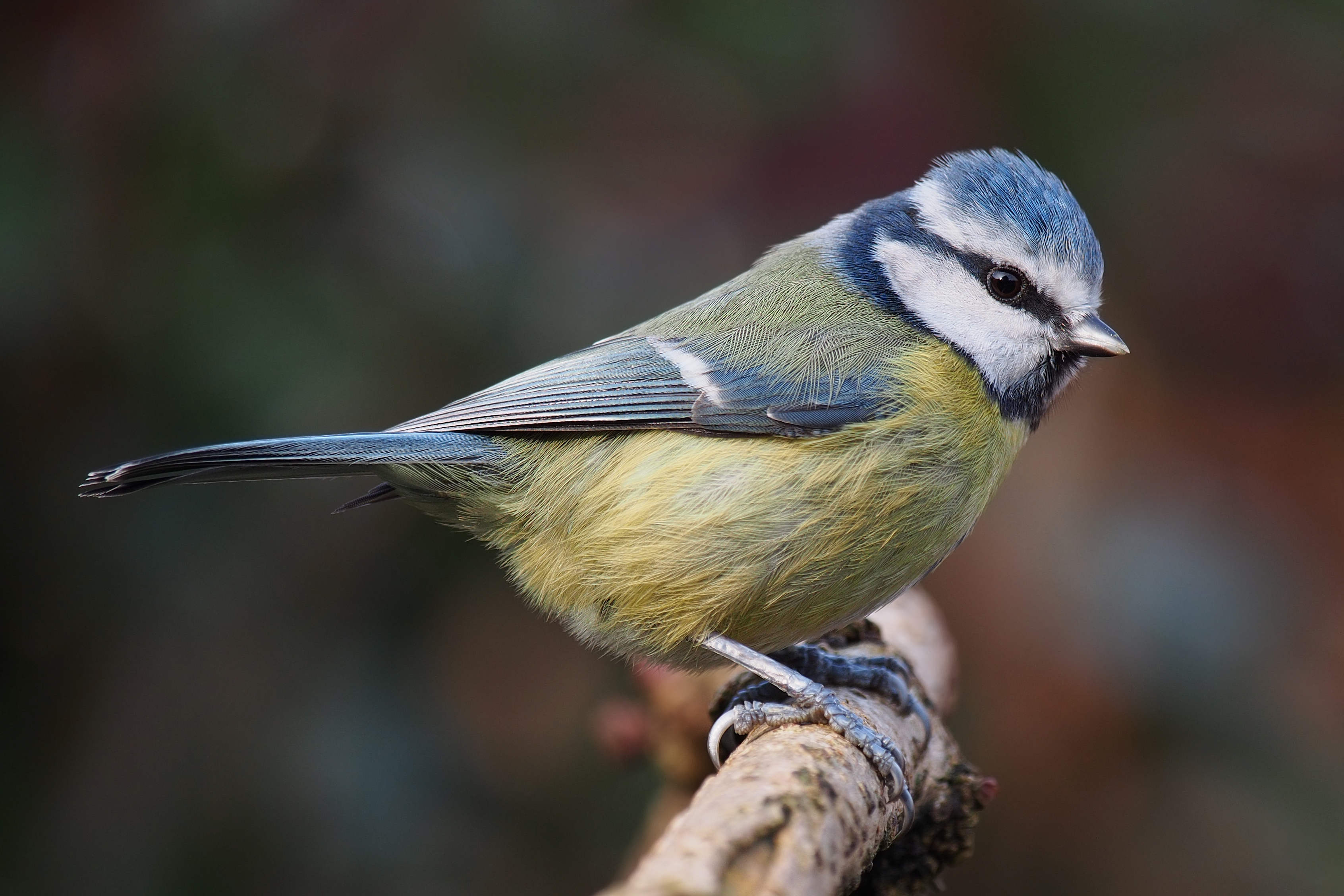 Eurasian Blue Tit Animals Wiki Fandom Eurasian Blue Tit Animals Wiki Fandom