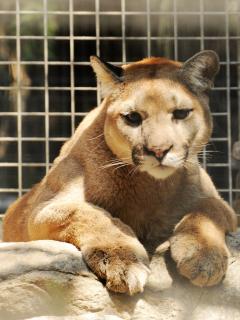 Florida Panther | Animals Wiki | Fandom