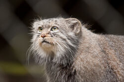 Pallas's cat - Wikipedia