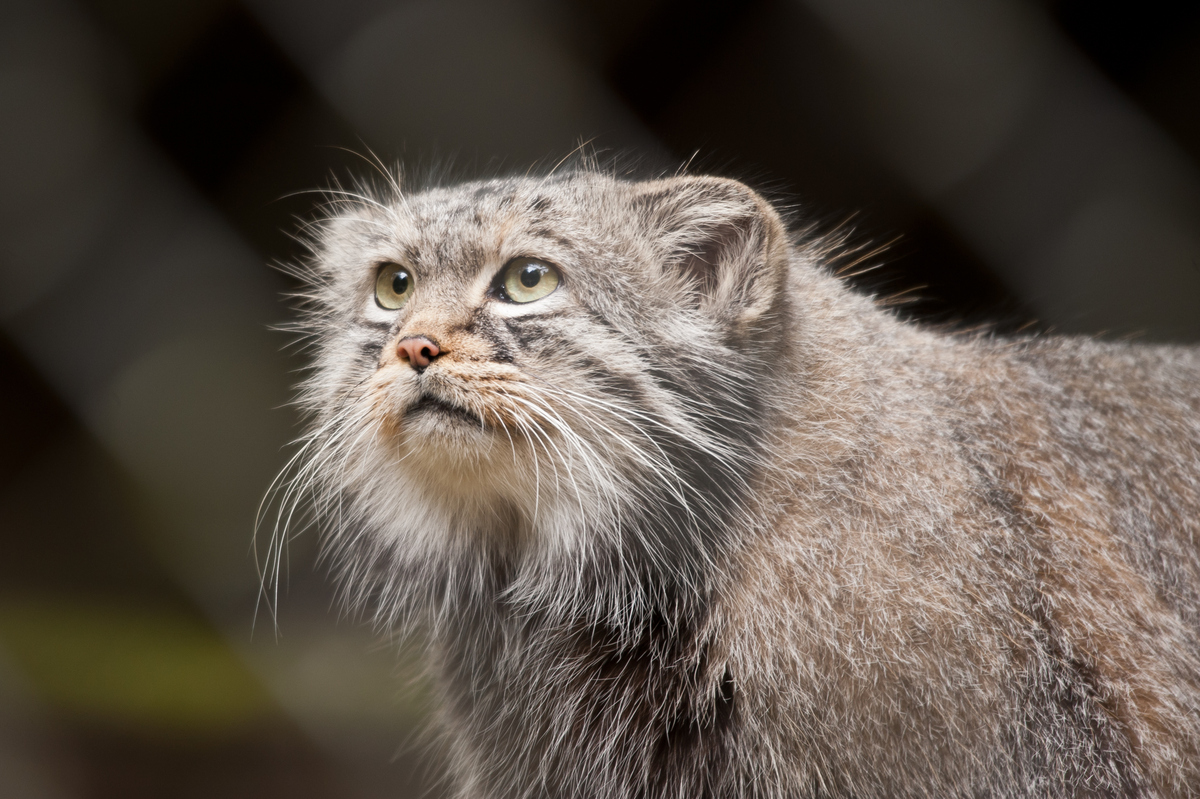 The Many Identities of the Pallas' Cat