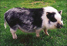 VietnamesePotbellyPig