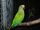 Peach-fronted Parakeet