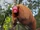 Bald Uakari