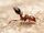 Red Fire Ant