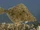 European Flounder