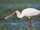 African Spoonbill