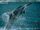 Spinner Dolphin