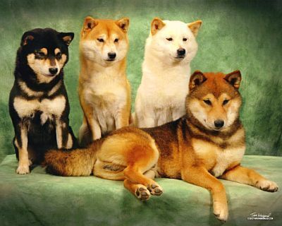 Shiba Inu  The Fandom Post