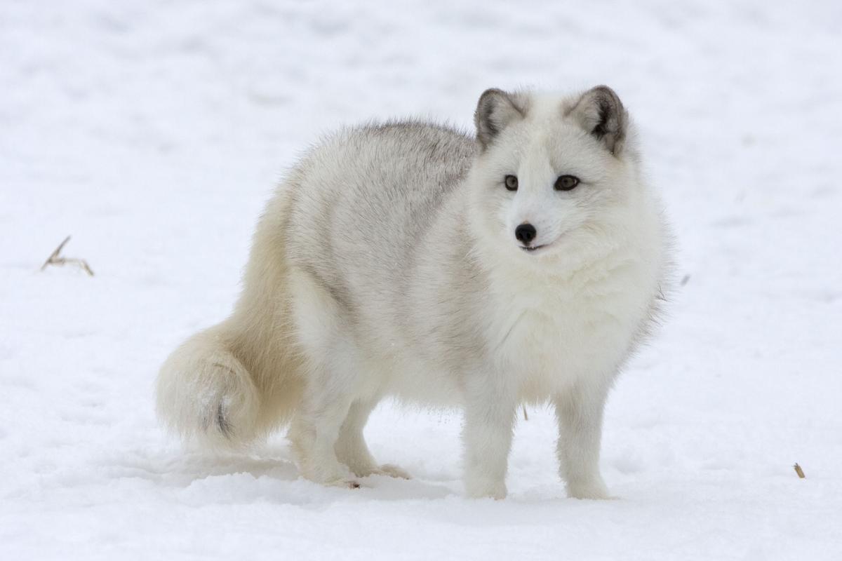 Arctic Fox | Animals Wiki | Fandom