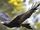 Wedge-tailed Eagle