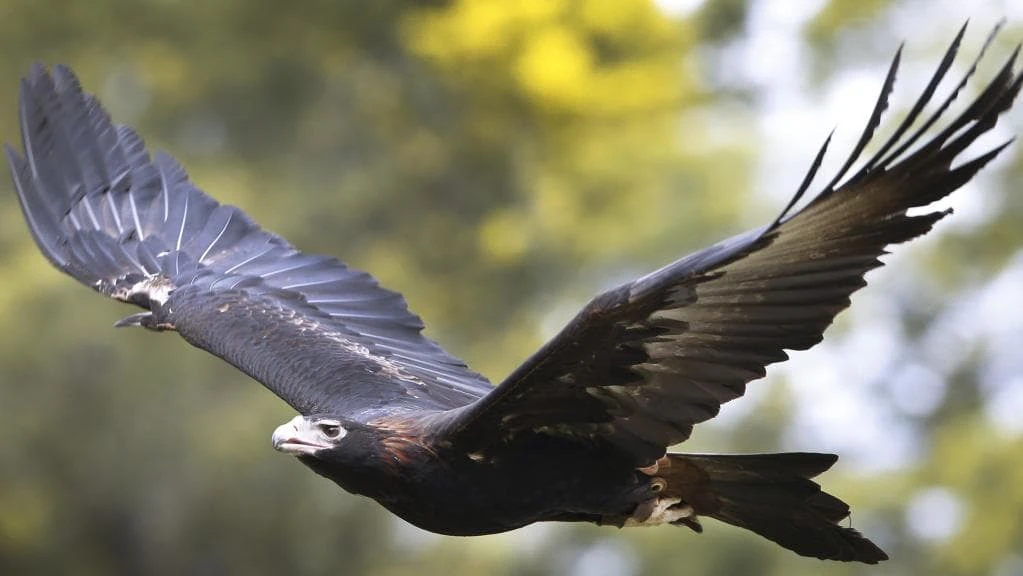 Wedge-tailed Eagle | Animals Wiki | Fandom