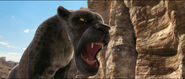 African Black Leopard