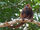 Brown Howler