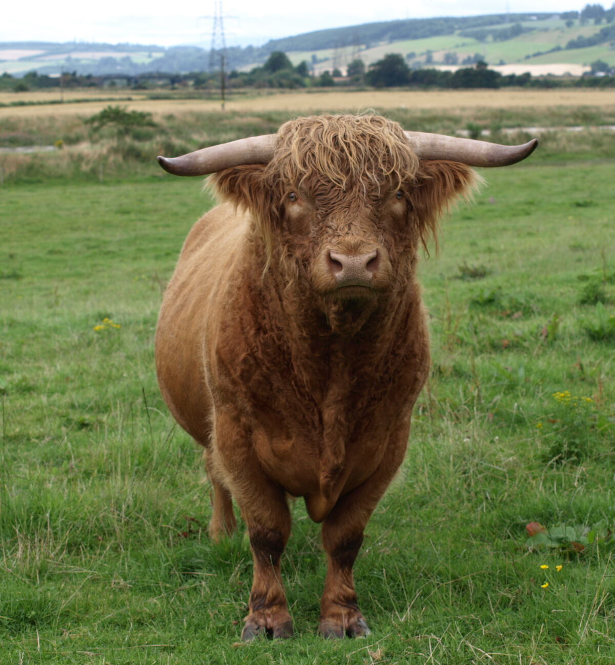 Texas Longhorn | Animals Wiki | Fandom