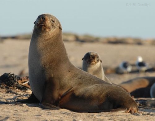 Cape Fur Seal | Animals Wiki | Fandom