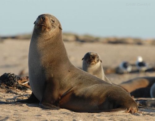 Cape Fur Seal | Animals Wiki | Fandom Cape Fur Seal | Animals Wiki | Fandom